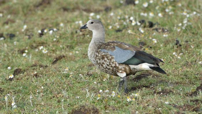 Blue-winged Goose