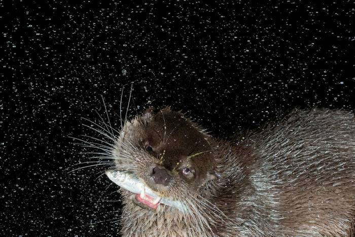 Otter (Paul McDougall) (2).jpg