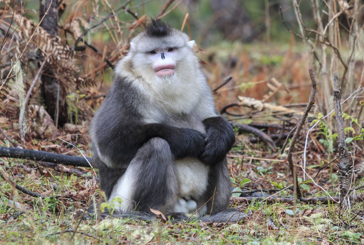 Yunnan Black Snub-Nosed Monkey shutterstock_630249503.jpg