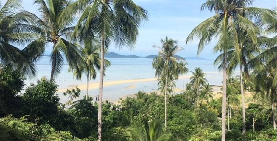 Palm trees in front of the beach in Koh Samui