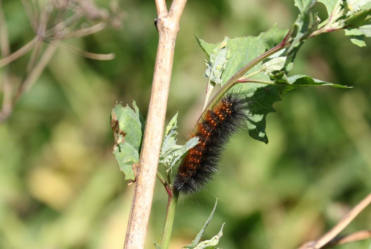 Woolly Bear Caterpillar (Brian West)