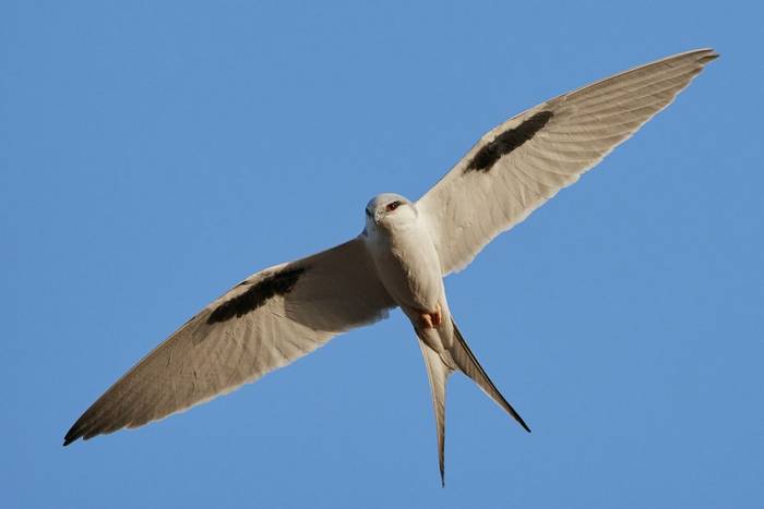 African Swallow-tailed Kite shutterstock_1450933715.jpg