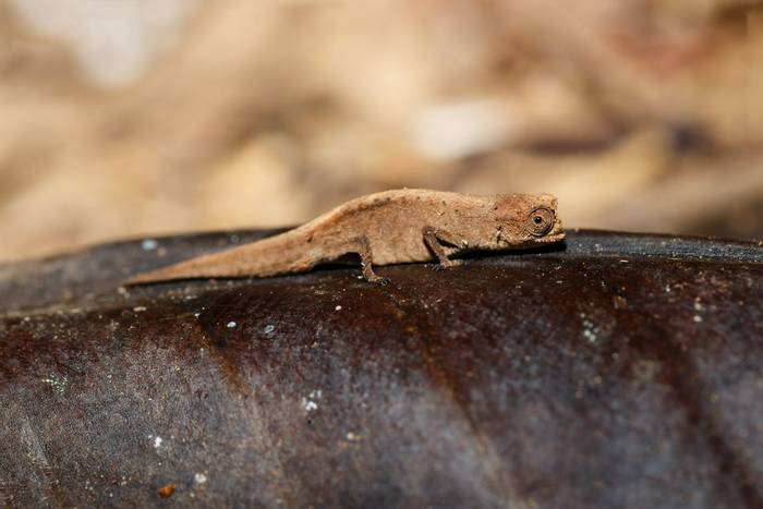 Madagascan Dwarf Chameleon, Brookesia minima, shutterstock_563562151.jpg