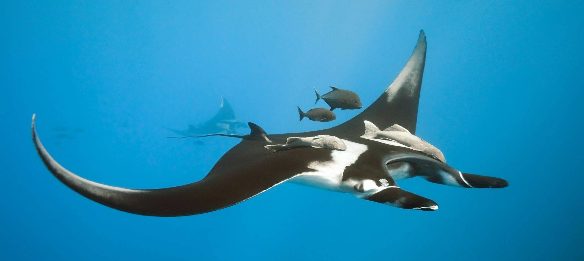 Manta Ray, Maldives