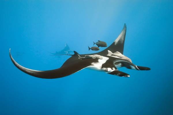 Manta Ray, Maldives