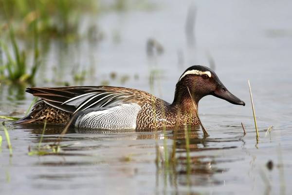 Garganey