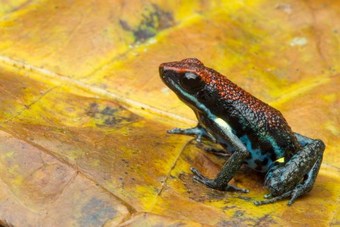 Ecuador Poison Frog (Ameerega bilinguis)