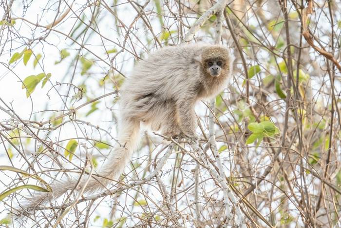 White-coated Titi, Paraguay shutterstock_2194730315.jpg