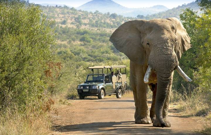 Bakubung Game Drive Elephant.jpeg Bakubung Game Drive Elephant.jpeg