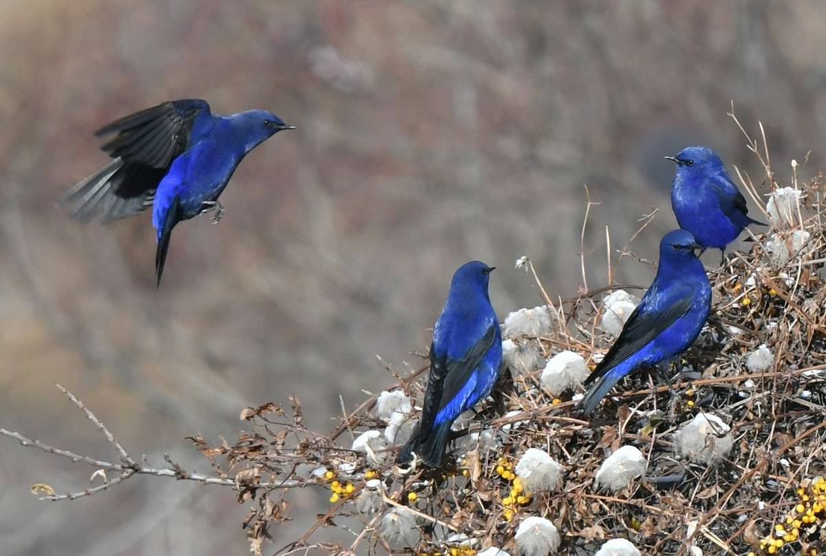 Grandalas (Tim Melling)