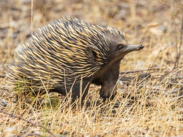 Short-beaked Echidna