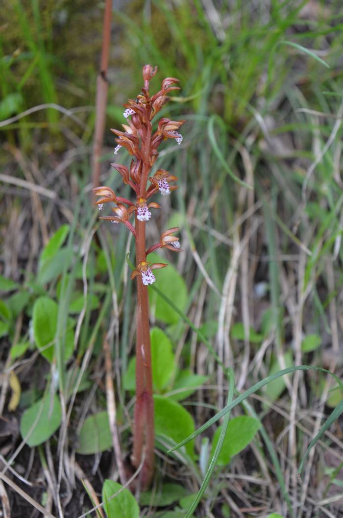 DSC_4003 - Spotted Coralroot Orchid.JPG