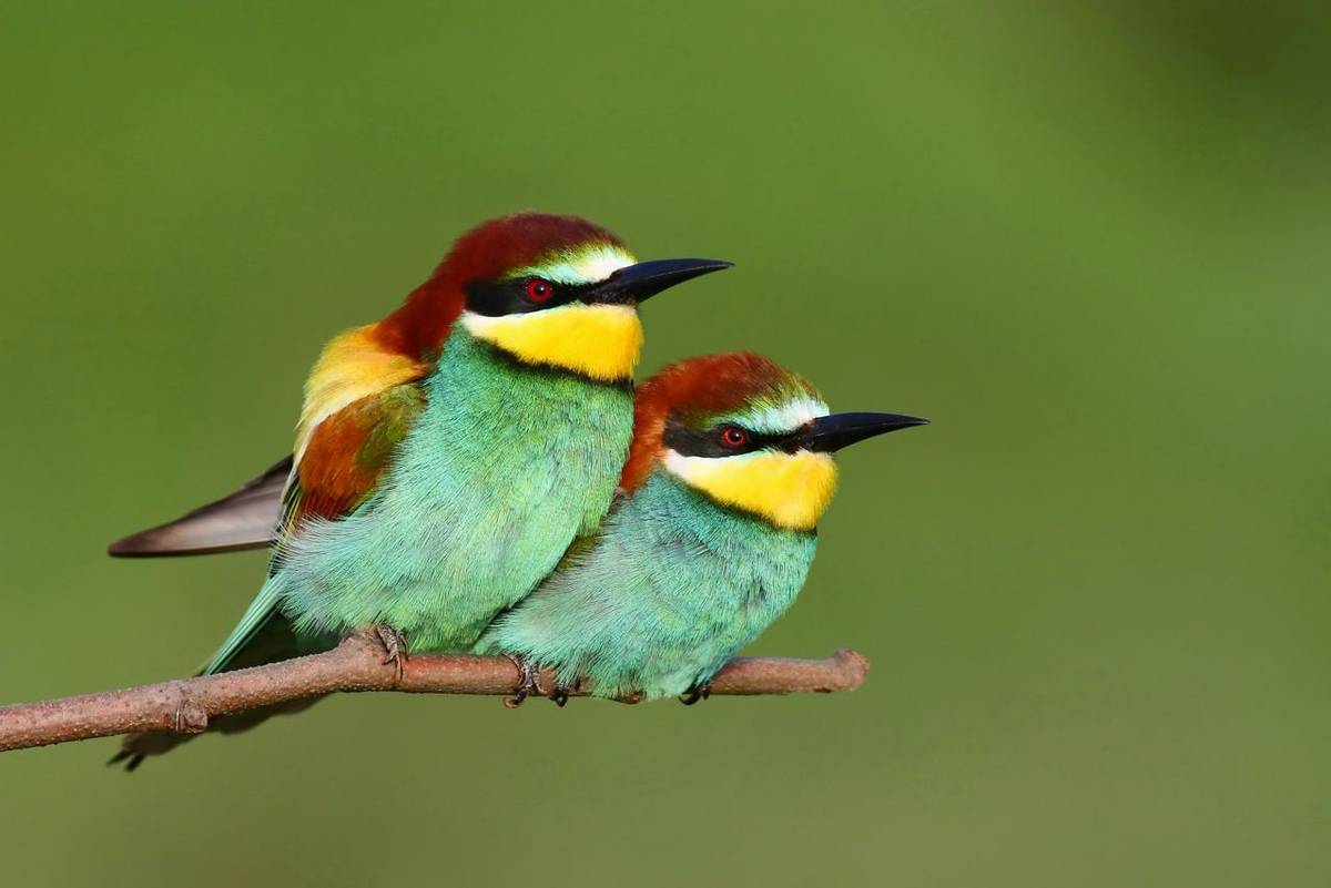 European Bee-eaters (Peter Gyure) (2).jpg