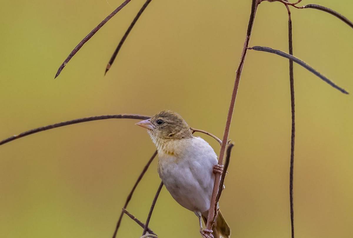 Principe Seedeater Shutterstock 1202482360