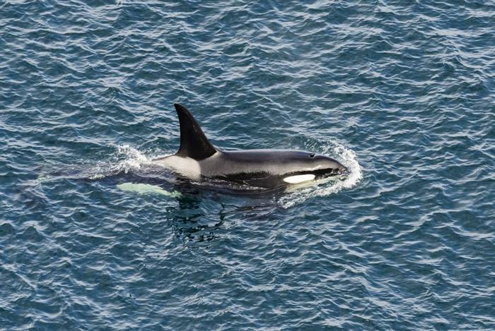 Orca Shetland shutterstock_710780620.jpg