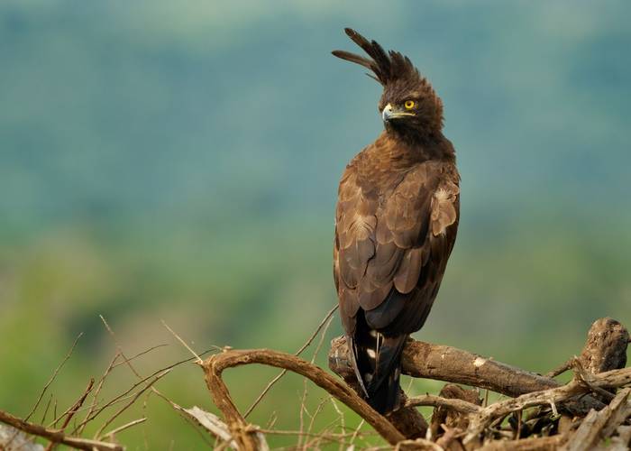 Long-crested Eagle