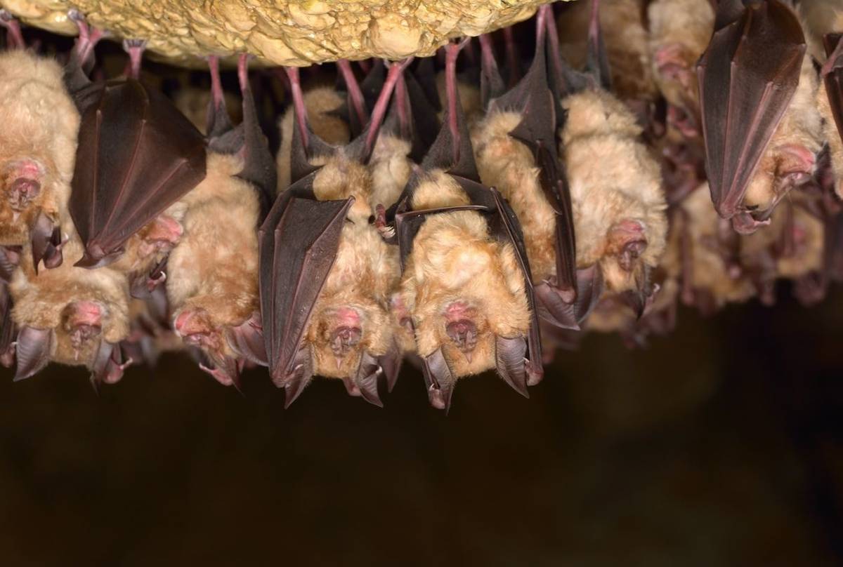 Lesser Mouse Eared Bat Shutterstock 414970015