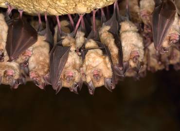 Hungary's Bats, Mammals & other Wildlife