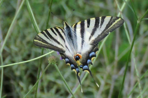 Spanish-Swallowtail