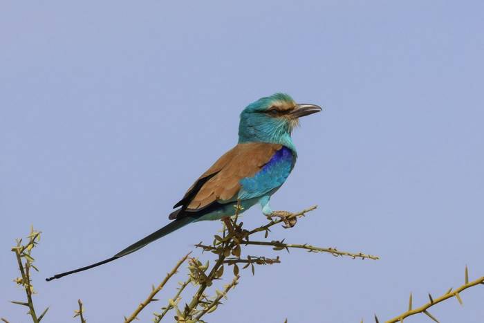 Abyssinian Roller, Marcus John.jpg