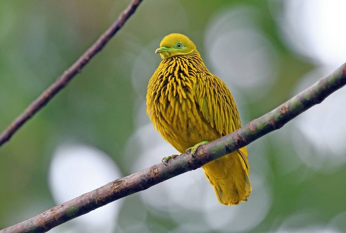 Golden Dove