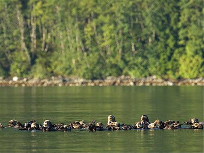 Raft of Sea Otters (Paul Marshall)