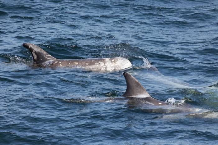 Risso's Dolphins, Rathlin Island (Sara Frost) (3).jpg