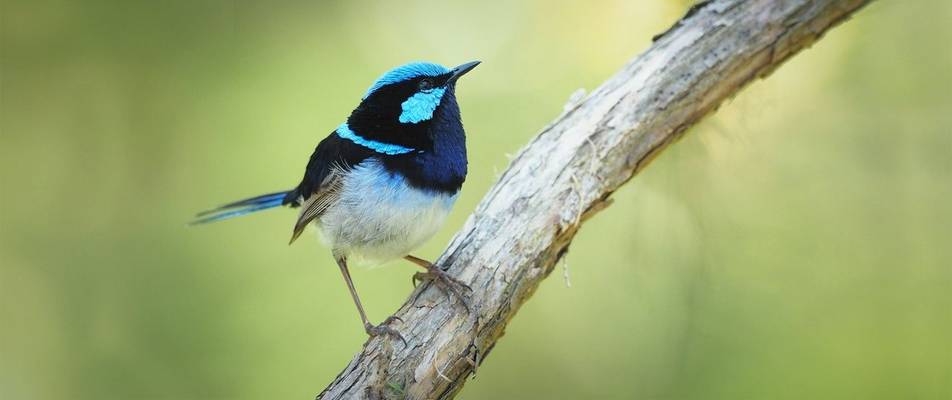 Superb-Fairy-Wren,-Australia-shutterstock_622228661.jpg