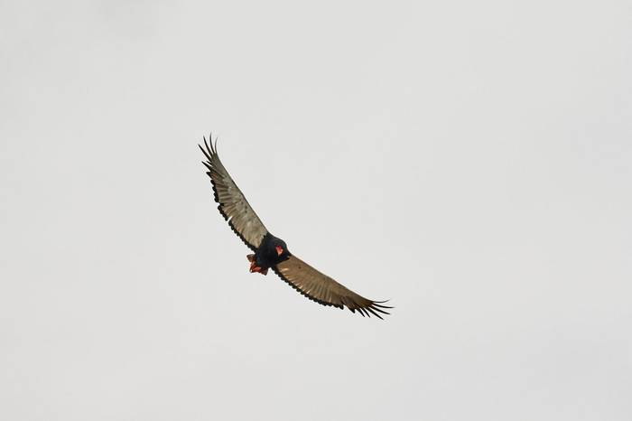 Bataleur Eagle (Andrew Griffin)