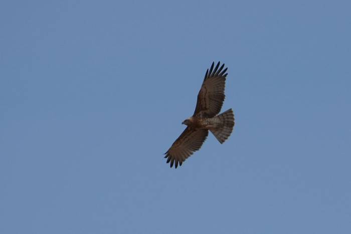 Adult Short-toed Eagle (Su Gough)