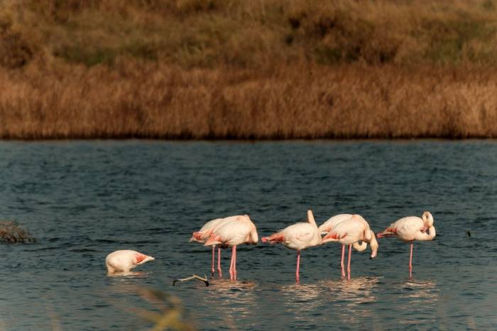 Undiscovered Balkans - Ulcinj Saltpans1.jpg