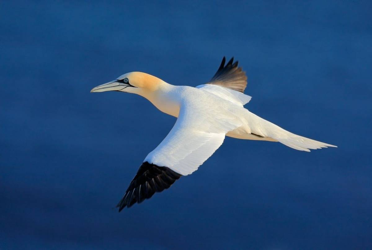 Gannet shutterstock_358926929.jpg