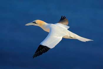 Gannet shutterstock_358926929.jpg