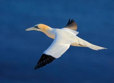 Best of The Gower - Birding Rhossili (Day Trip)