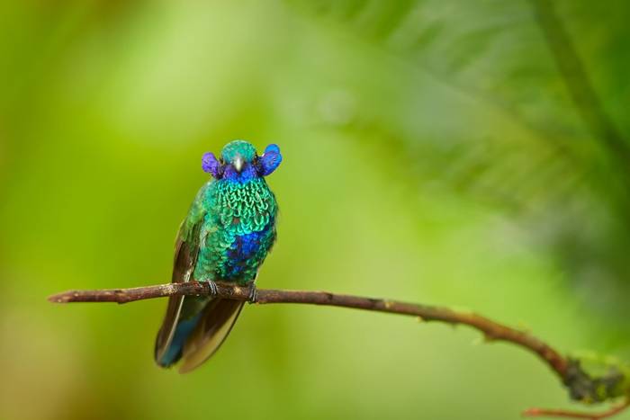 Sparkling Violetear, Ecuador shutterstock_352352897.jpg