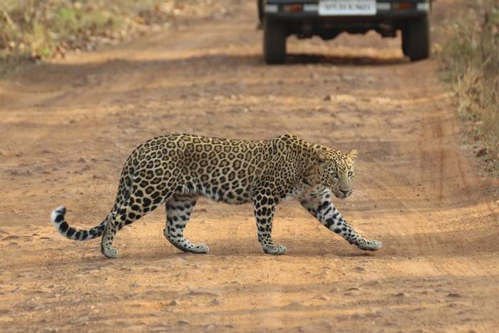 Leopard (Duncan Woodhead).jpg
