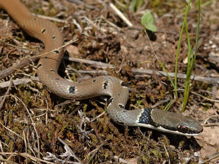 Red Whip Snake (Platyceps collaris)