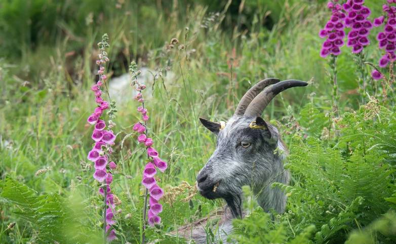 Closeup of feral goat grazing near foxglove plants near the Valley of Rocks, near Lynton, North Devon, England. Very cute.