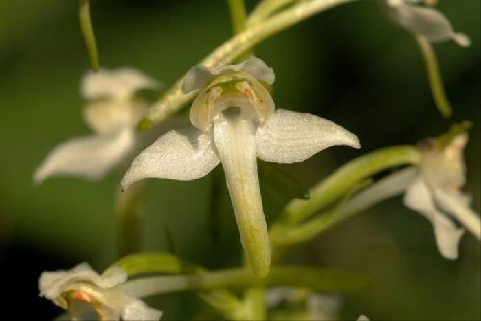 Greater Butterfly Orchid (David Morris)
