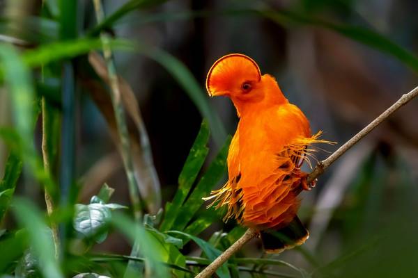 Guianan Cock of the Rock, Guyana shutterstock_1495395617.jpg