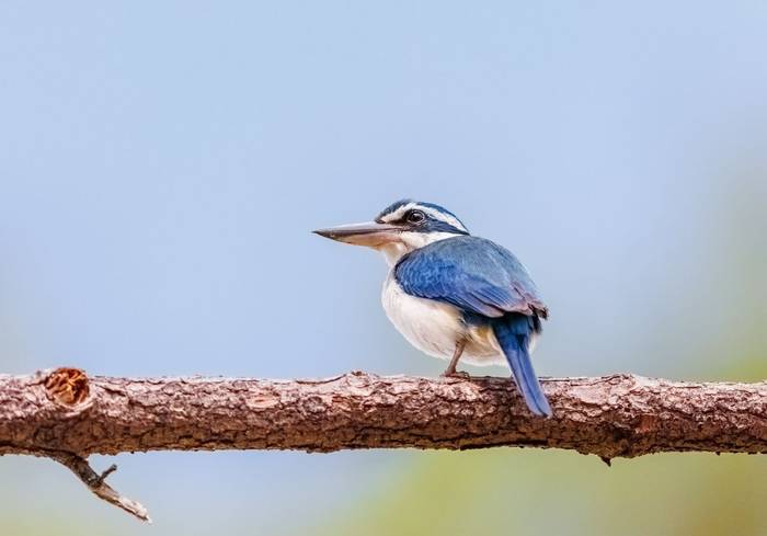 Pacific Kingfisher