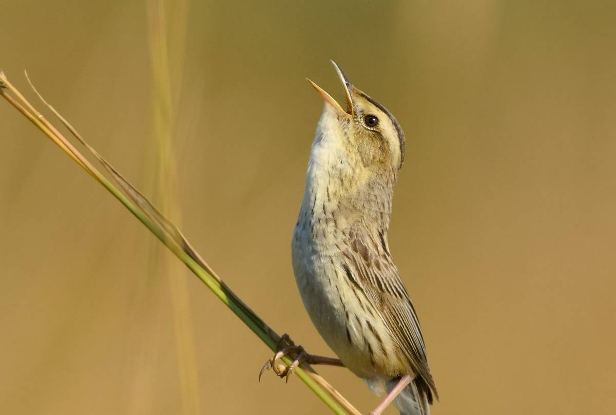 Aquatic Warbler