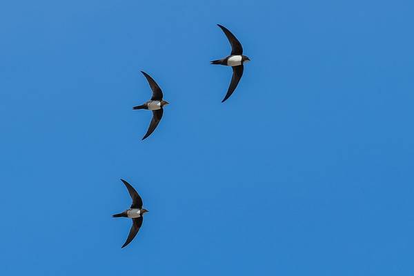 Alpine Swift shutterstock_1430996828.jpg