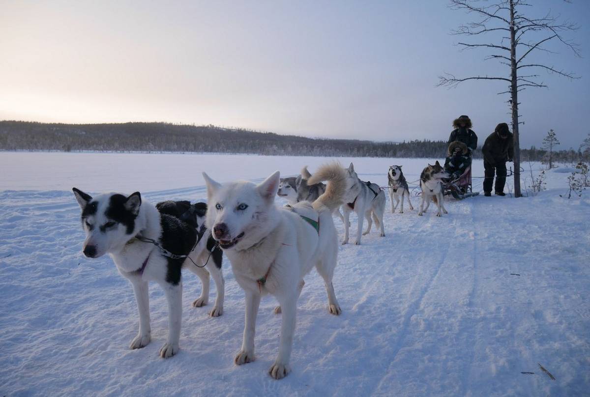 Dog Sledding Lapland 2