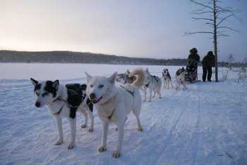 Dog Sledding Lapland 2