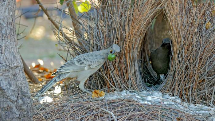 Great Bowerbird