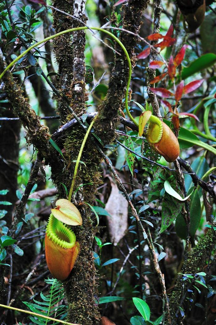 Nepenthes villosa, Mt Kinabalu National Park