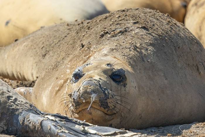 Northern Elephant Seal (Sara Frost) (5).jpg