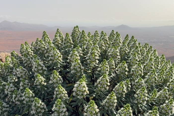 Echium decaisnei © Dave Jackson, November 2025 tour