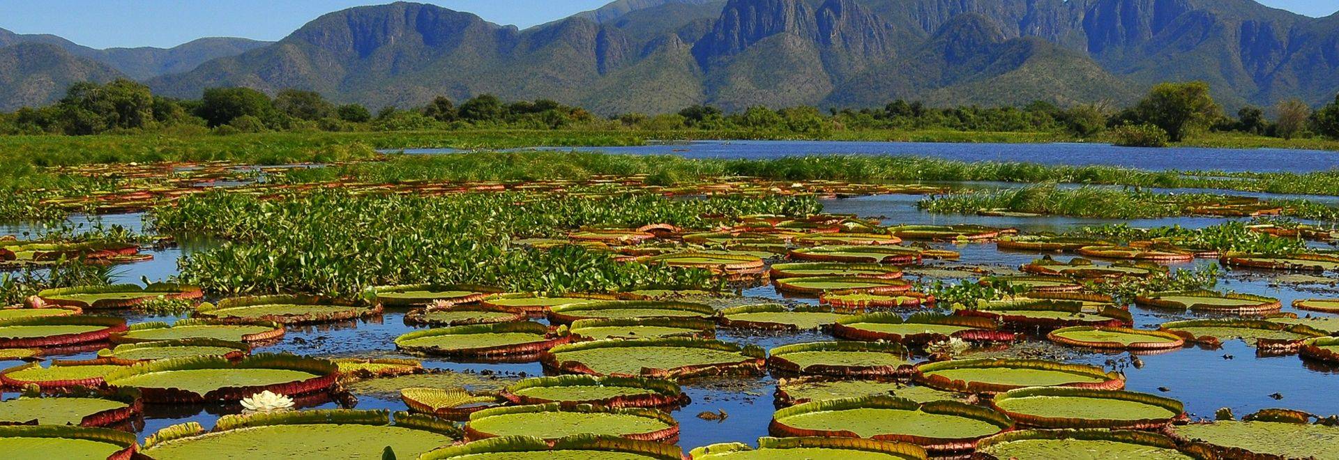 Giant Water Lilies, Pantanal National Park, Brazil Shutterstock 1115839766